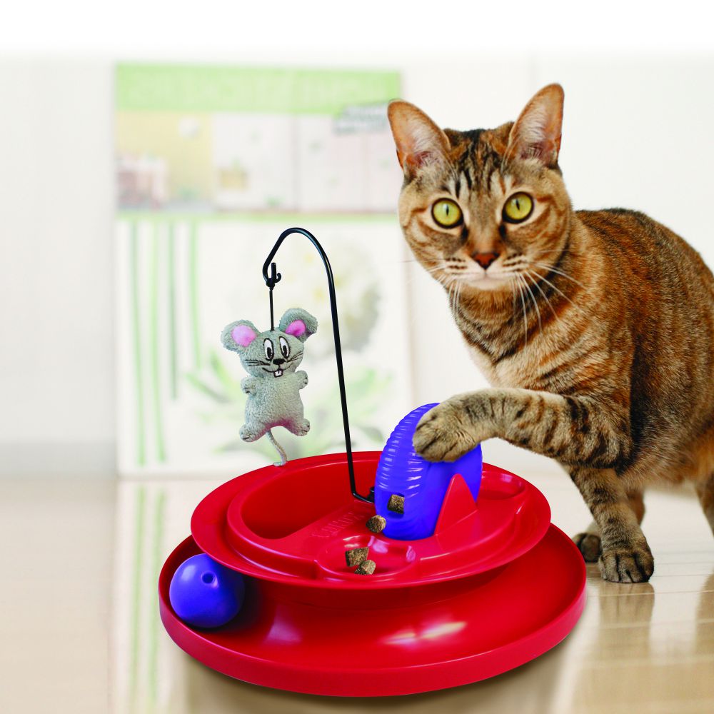 Gato doméstico vermelho brincando com varinha de brinquedo de penas.  atividade de jogo para animal de estimação indoor. suprimentos para gatos