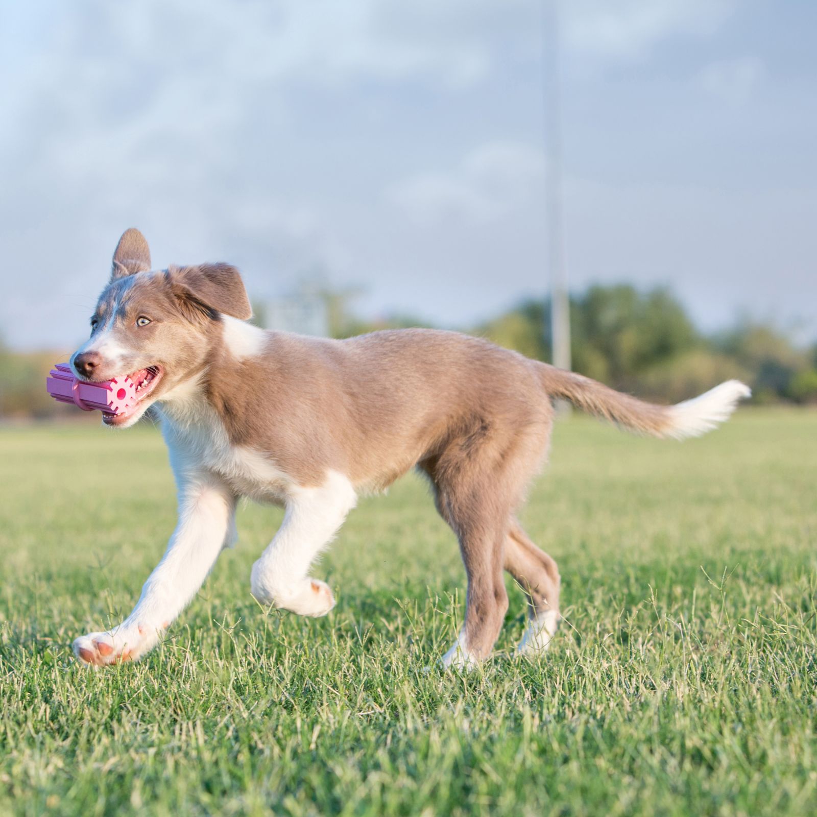 Brinquedo para Cães Filhotes Puppy Teething Stick (Bastão de Borracha) - ROSA - Kong