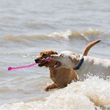 Brinquedo para Cães Safestix (Vara com Pontas Arredondadas) - ROSA - Kong