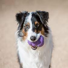 Dispenser para Cães Senior (Cães Idosos) - ROXO - Kong