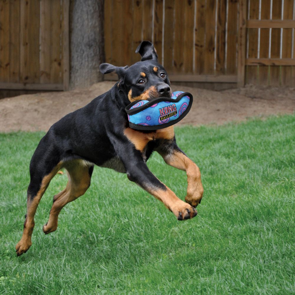 Brinquedo Planador para Cães Ballistic Boomerang (Bumerangue) - AZUL - Kong